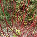 Cornus alba 'Elegantissima' ecorce